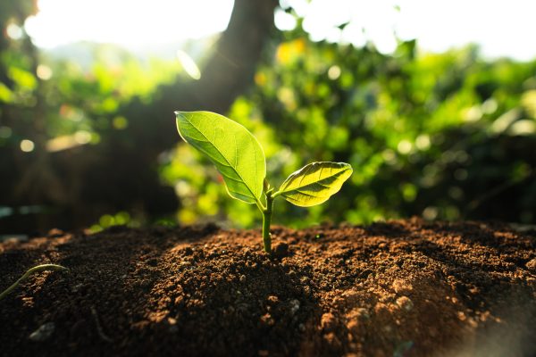 hands watering the plants in nature